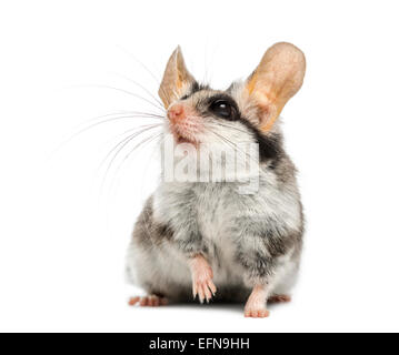 Asian quercino sulle zampe posteriori (Eliomys melanurus) davanti a uno sfondo bianco Foto Stock