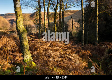 Colore di autunno nel lontano raggiunge la parte superiore della valle del Derwent nel Peak District, Derbyshire. Foto Stock