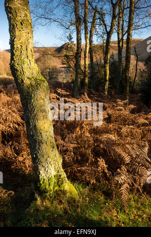 Colore di autunno nel lontano raggiunge la parte superiore della valle del Derwent nel Peak District, Derbyshire. Foto Stock