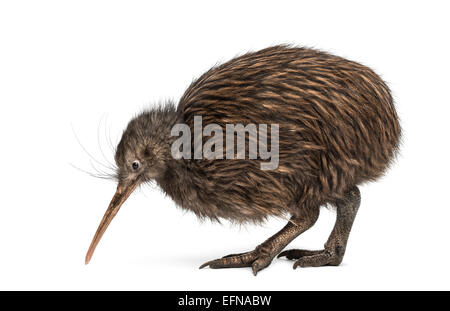 Isola del nord Brown Kiwi, Apteryx mantelli, contro uno sfondo bianco Foto Stock