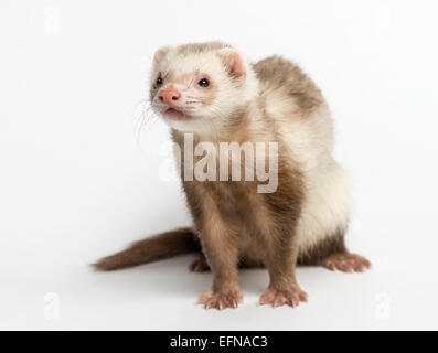 Ferret (3 anni) Mustela putorius furo, guardando lontano contro lo sfondo bianco Foto Stock