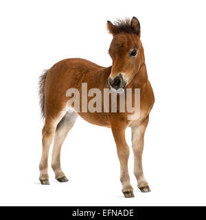 Pony Shetland puledro, 1 mese vecchio, in piedi di fronte a uno sfondo bianco Foto Stock