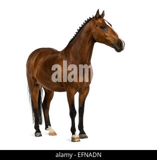 Pony Welsh, 17 anni, Equus ferus caballus, contro uno sfondo bianco Foto Stock