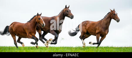 Cavalli al galoppo in un campo Foto Stock