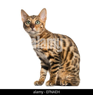 Giovani Gatto bengala seduta (5 mesi), di fronte a uno sfondo bianco Foto Stock