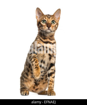 Giovani Gatto bengala seduta (5 mesi), di fronte a uno sfondo bianco Foto Stock
