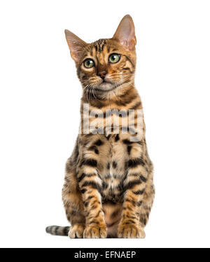 Giovani Gatto bengala seduta (5 mesi), di fronte a uno sfondo bianco Foto Stock