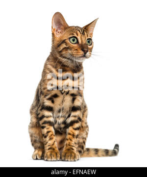 Giovani Gatto bengala seduta (5 mesi), di fronte a uno sfondo bianco Foto Stock