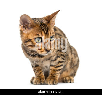 Giovani Gatto bengala seduta (5 mesi), di fronte a uno sfondo bianco Foto Stock