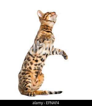 Giovani Gatto bengala sulle zampe posteriori e pawing (5 mesi), di fronte a uno sfondo bianco Foto Stock