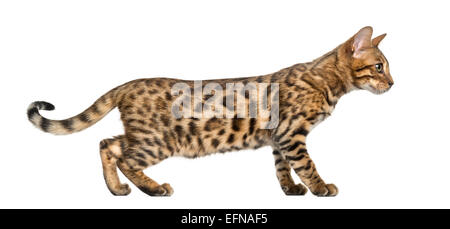 Giovani Gatto bengala (5 mesi), di fronte a uno sfondo bianco Foto Stock