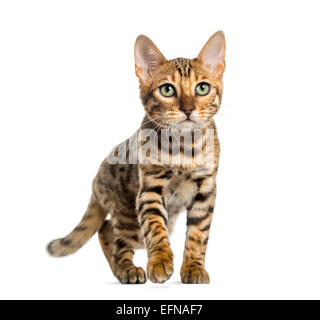 Giovani Gatto bengala (5 mesi), di fronte a uno sfondo bianco Foto Stock
