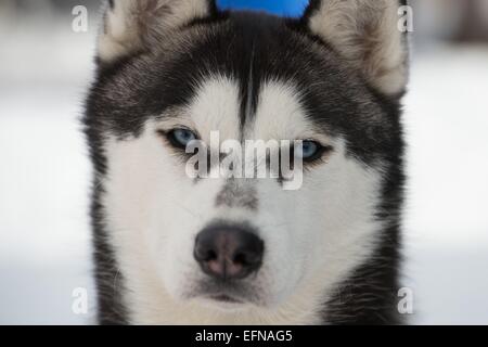 Rennsteig, Germania. Il giorno 08 Febbraio, 2015. Un Husky attende prima di avviare la prima fase di "Trans Turingia' Sled Dog Race a Neustadt am Rennsteig, Germania, 08 febbraio 2015. 500 slitte trainate da cani e i loro mushers cavalcare un 289km di lungo corso, suddivisi in 7 tappe, a la più lunga di Sled Dog Race per i riproduttori di razza cani in Europa centrale. Foto: SEBASTIAN KAHNERT/dpa Credito: dpa picture alliance/Alamy Live News Foto Stock