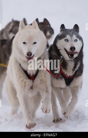 Rennsteig, Germania. Il giorno 08 Febbraio, 2015. Uno Sled Dog team inizia il primo stadio del "Trans Turingia' Sled Dog Race a Neustadt am Rennsteig, Germania, 08 febbraio 2015. 500 slitte trainate da cani e i loro mushers cavalcare un 289km di lungo corso, suddivisi in 7 tappe, a la più lunga di Sled Dog Race per i riproduttori di razza cani in Europa centrale. Foto: SEBASTIAN KAHNERT/dpa Credito: dpa picture alliance/Alamy Live News Foto Stock