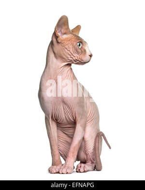 Sphynx (1 anno di età) seduti contro uno sfondo bianco Foto Stock