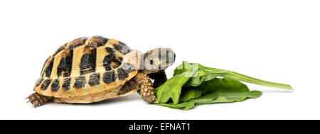 Hermann's tartaruga insalata mangiare contro uno sfondo bianco Foto Stock