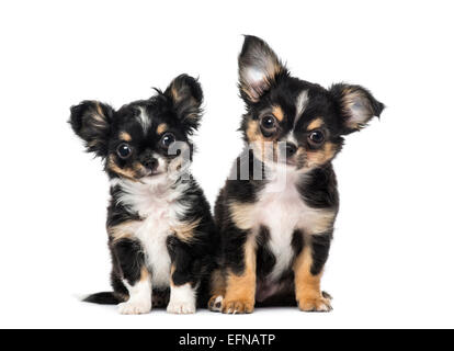 Due cuccioli di chihuahua contro uno sfondo bianco Foto Stock