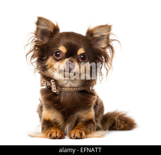 Chihuahua indossando un bow tie collare contro uno sfondo bianco Foto Stock