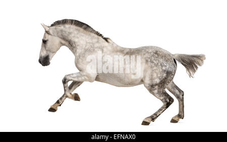 Andalusa di cavallo al galoppo contro uno sfondo bianco Foto Stock