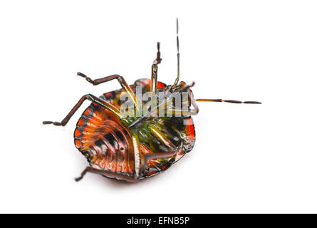 Southern green stink bug, Nezara viridula, contro uno sfondo bianco Foto Stock