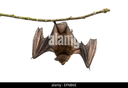 Vecchio piegato comune-wing bat appollaiato su un ramo di fronte a uno sfondo bianco Foto Stock