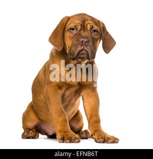 Dogue de Bordeaux cucciolo contro uno sfondo bianco Foto Stock