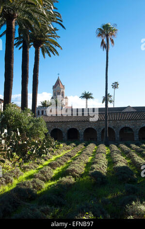 Campi di lavanda con palme di fronte l'Abbaye de Lérins Foto Stock