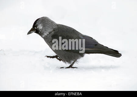 La cornacchia facendo una passeggiata nella neve Foto Stock