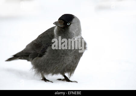 La Cornacchia giovanile in inverno Foto Stock