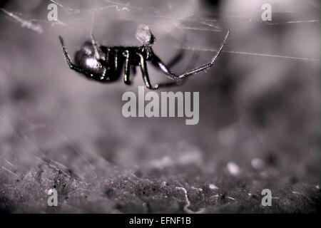 Spider dal lato nell'ultravioletto Foto Stock