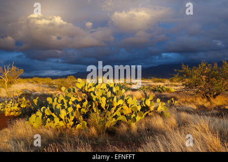 Santa Catalina pomeriggio vicino a Tucson, Arizona Foto Stock