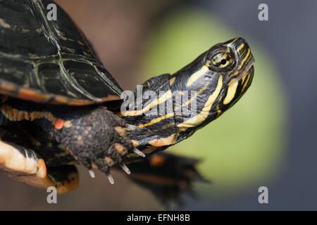 Sud del dipinto di tartaruga (Chrysemys picta dorsalis). Contrassegni della testa di questo sub-specie. Stati Uniti d'America meridionale. Foto Stock