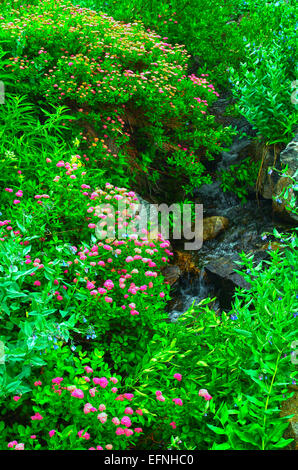 Fiori Selvatici - Wild bergamotto e Lanceleaf rintocchi delle campane - lungo la cascata Canyon Trail nel Parco Nazionale di Grand Teton, Wyoming. Foto Stock