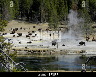Una mandria di bisonti è osservata nei pressi dell'area del vulcano fango del parco nazionale di Yellowstone, dall'altra parte del fiume rispetto ai vasi di fango, il 12 ottobre 2012. Foto Stock