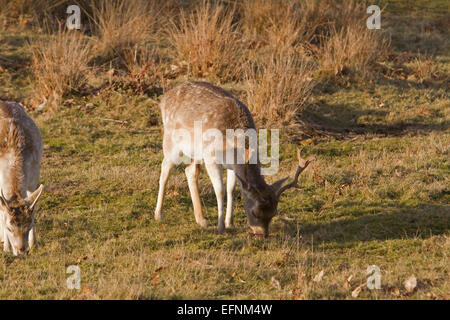 Una coppia di daini pascolano sotto il sole presso la Knole Park Sevenoaks Kent Foto Stock