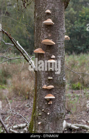 Roverella (Betulla Betula pubescens). Morire e gli alberi morti con staffa o mensola fungo (Piptoporus betulinus), di corpi fruttiferi trunk. Foto Stock