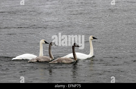 I cigni trombettieri sono visti sul fiume Yellowstone nella Hayden Valley, catturati da Jim Peaco nel dicembre 2012. Questi cigni, una grande specie originaria del Nord America, sono noti per le loro distinte chiamate e la maestosa presenza nei corsi d'acqua del parco durante i mesi invernali. Foto Stock