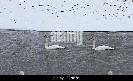 Questa fotografia mostra i cigni trombettieri sul fiume Yellowstone nella Hayden Valley, scattati da Jim Peaco nel novembre 2012. L'immagine cattura questi iconici uccelli nel loro habitat naturale all'interno del parco nazionale di Yellowstone. Foto Stock
