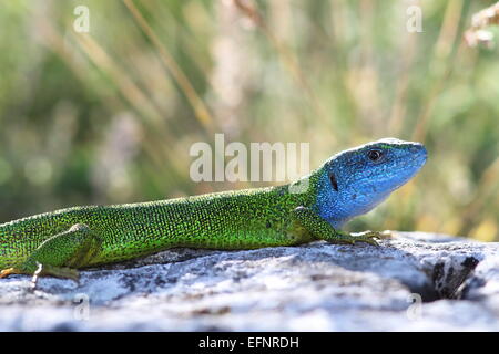 Bella colorata europeo maschio ramarro in accoppiamento stagione ( Lacerta viridis ) Foto Stock