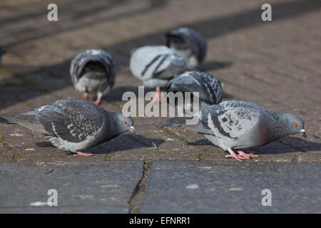 Feral piccioni domestici (Columba livia). Abitare gratuitamente per uccelli addomesticati, discendenti di roccia selvaggia Colomba. Foto Stock