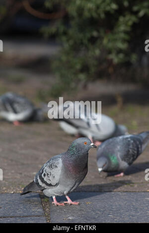 Feral piccioni domestici (Columba livia). Abitare gratuitamente per uccelli addomesticati, discendenti di roccia selvaggia Colomba. Londra. In Inghilterra. Foto Stock