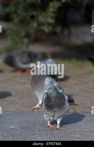 Feral piccioni domestici (Columba livia). Abitare gratuitamente per uccelli addomesticati, discendenti di roccia selvaggia Colomba. Londra. In Inghilterra. Foto Stock