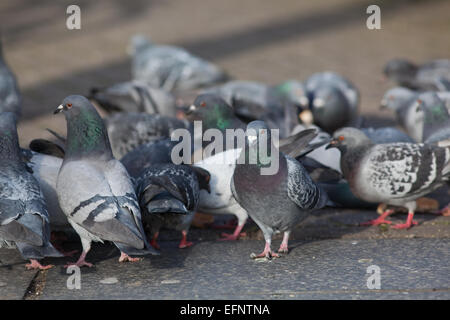 Feral piccioni domestici (Columba livia). Abitare gratuitamente per uccelli addomesticati, discendenti di roccia selvaggia Colomba. Londra. In Inghilterra. Foto Stock