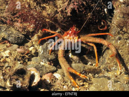 Tempo artigliato Squat Lobster (Munida Rugosa) fotografato underwater off l'Isola di Skye in Scozia Foto Stock