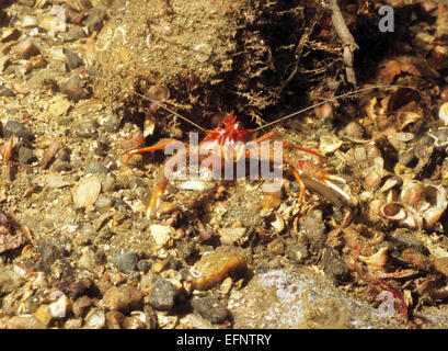 Tempo artigliato Squat Lobster (Munida Rugosa) fotografato underwater off l'Isola di Skye in Scozia Foto Stock