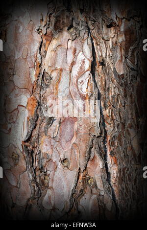 Corteccia texture sul tronco del vecchio albero di pino Foto Stock