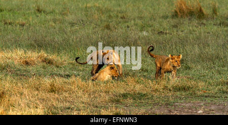 Un trio di Wild African Lion cubs giocare insieme, parte di un grande orgoglio girato in Botswana in location a Savuti Marsh Foto Stock