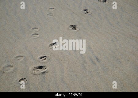 Orme di animali lungo una duna di sabbia bianca. Foto Stock