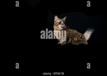 Una rara Munchkin razza di gatto contro uno sfondo nero Foto Stock