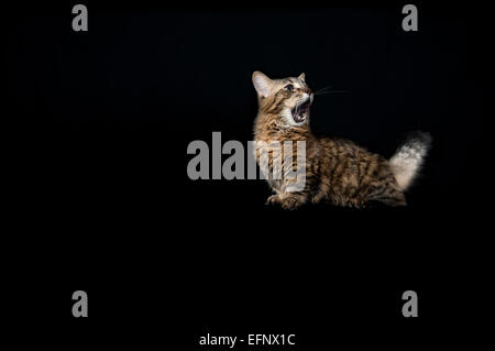 Una rara Munchkin razza di gatto contro uno sfondo nero Foto Stock